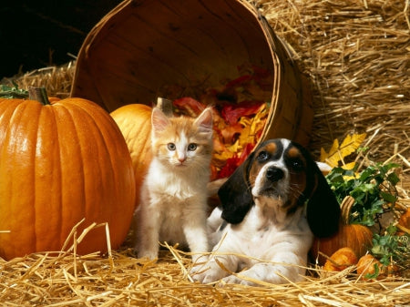 Pumpkin Spice for Pets: Seasonal Benefits of Organic Pumpkin Powder