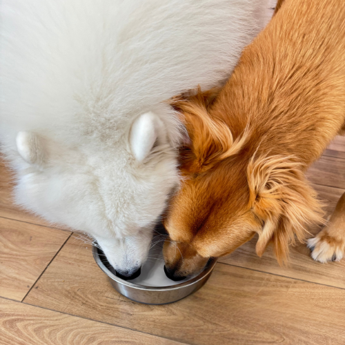 Managing Your Pet's Weight: Tips for a Healthy Lifestyle