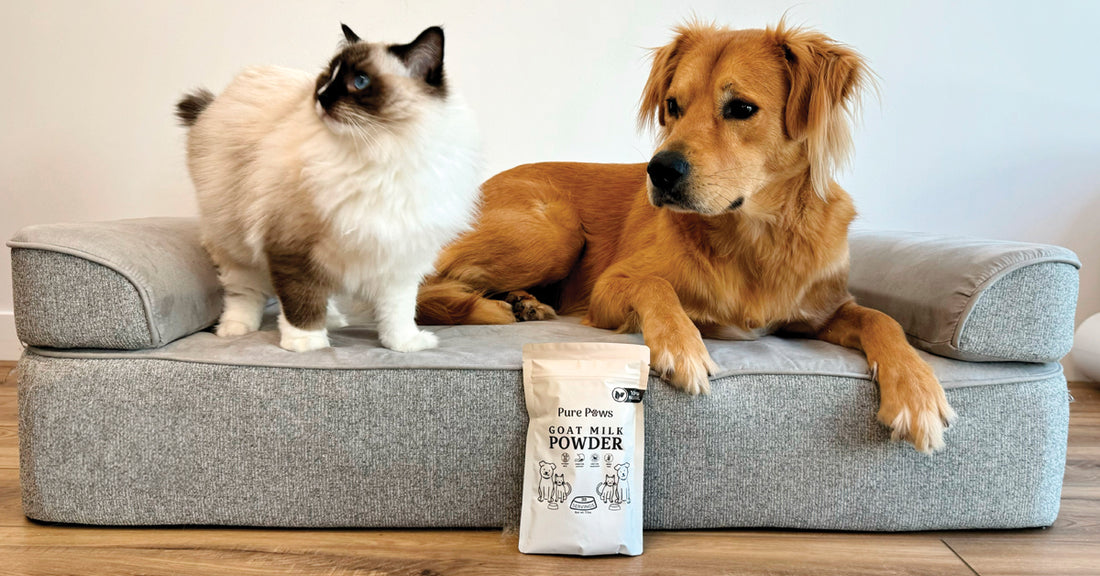 Pure Paws: Championing Pet Health with Single-Ingredient Supplements