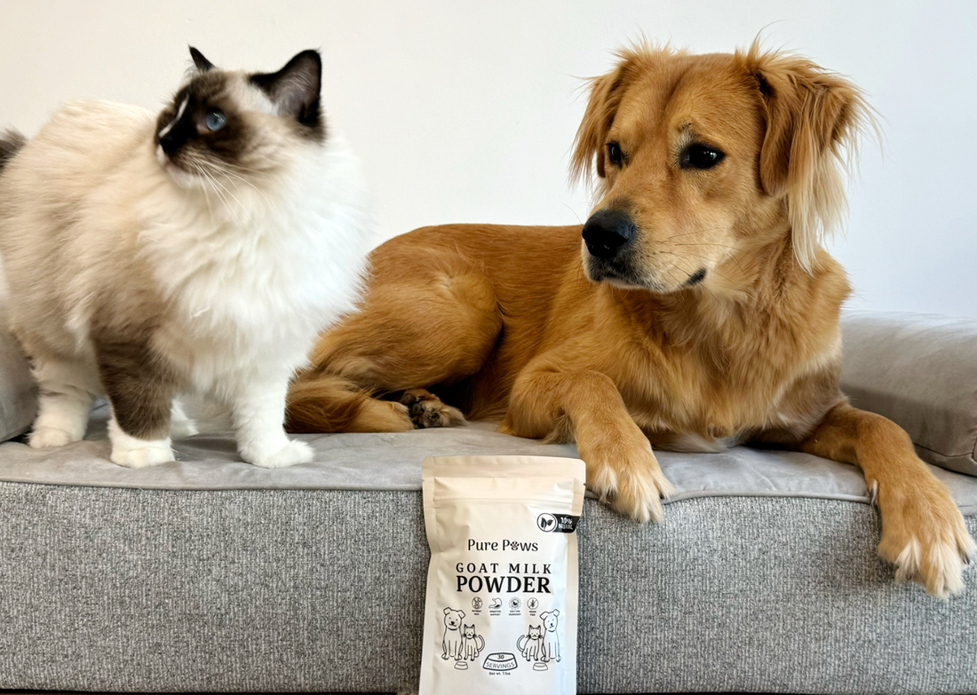 Goat Milk: Gold for Pet Nutrition - Pure Paws