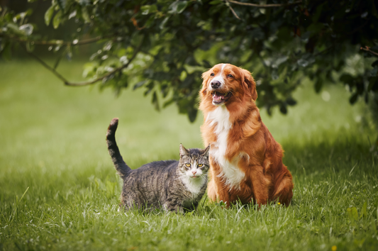 dog and cat in nature