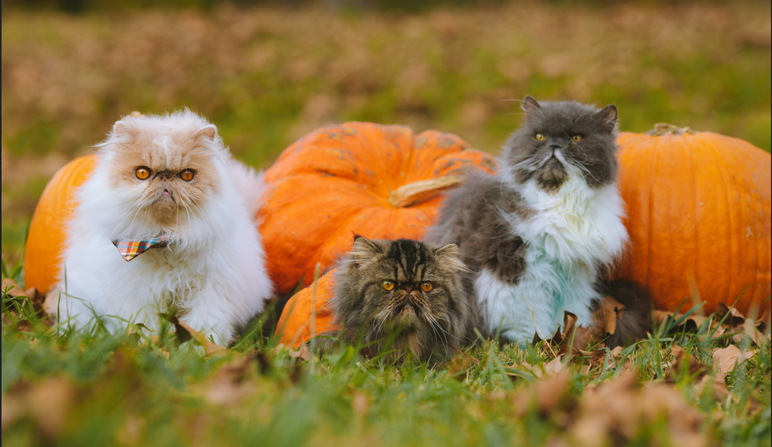 The Benefits and Risks of Pumpkin for Cats - Pure Paws