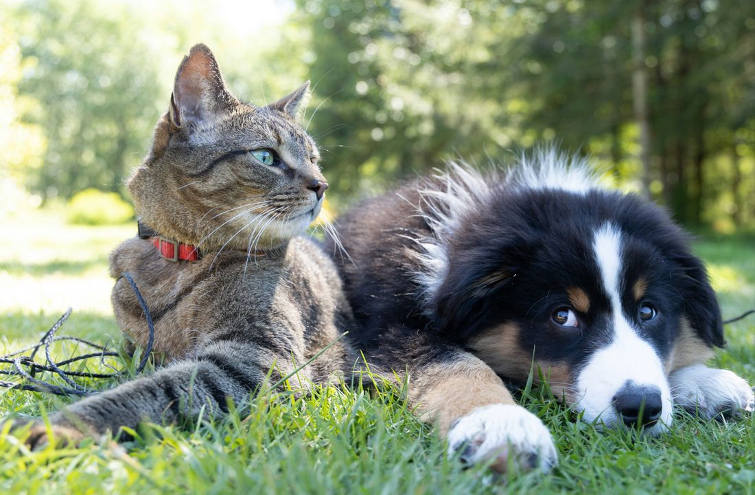 Why Natural Pet Foods Are Better for Your Furry Friends - Pure Paws