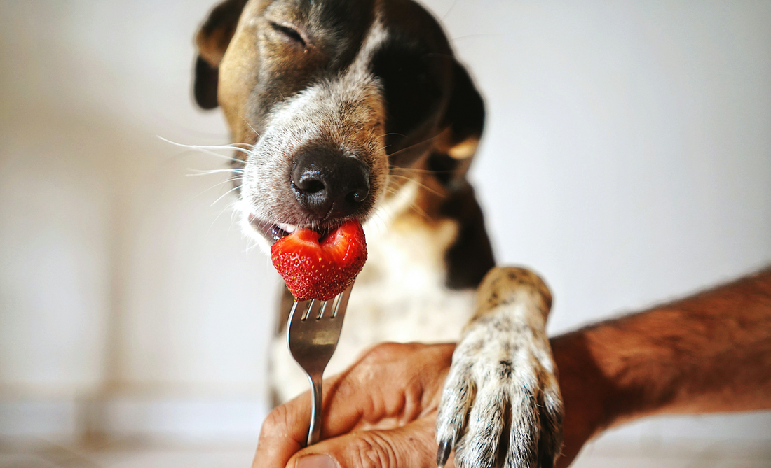 How to Choose the Right Dog Food: Meeting Your Dog’s Nutritional Needs - Pure Paws