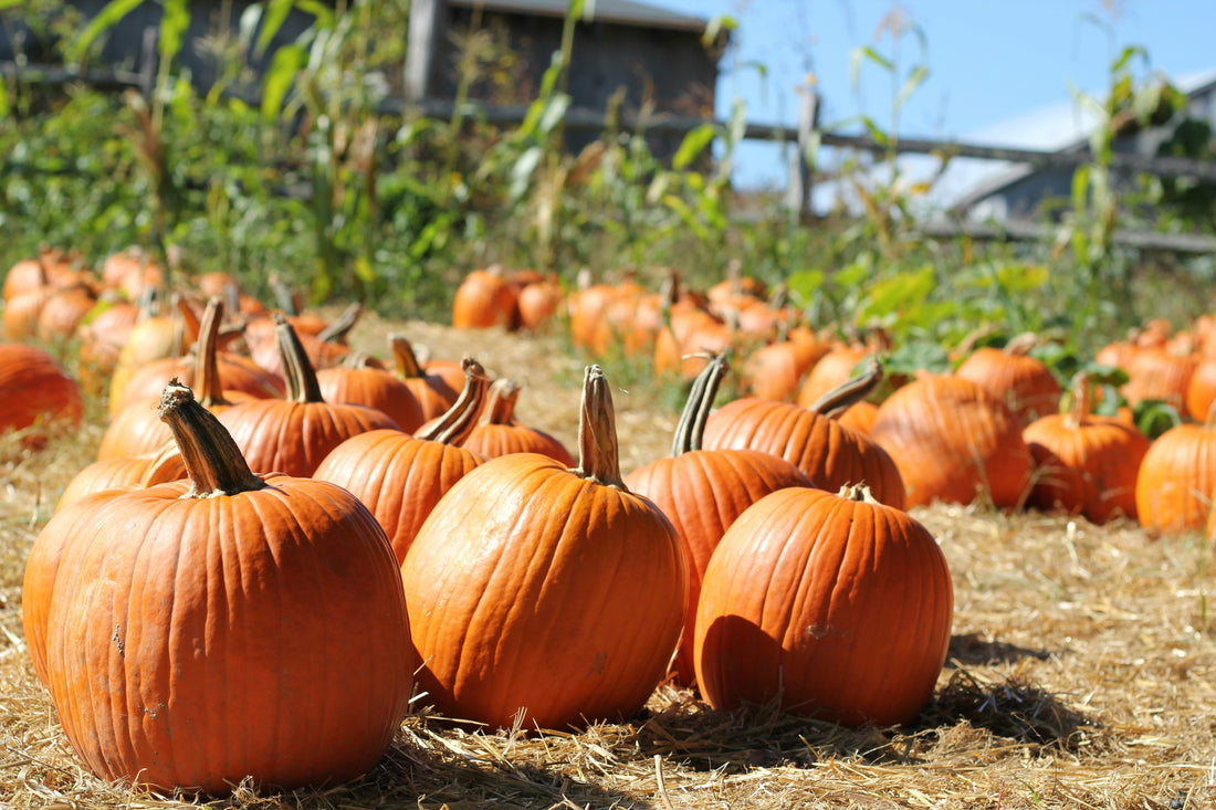 The Purr-fect Blend of Nutrition: 100% Organic Pumpkin Powder for Pets - Pure Paws