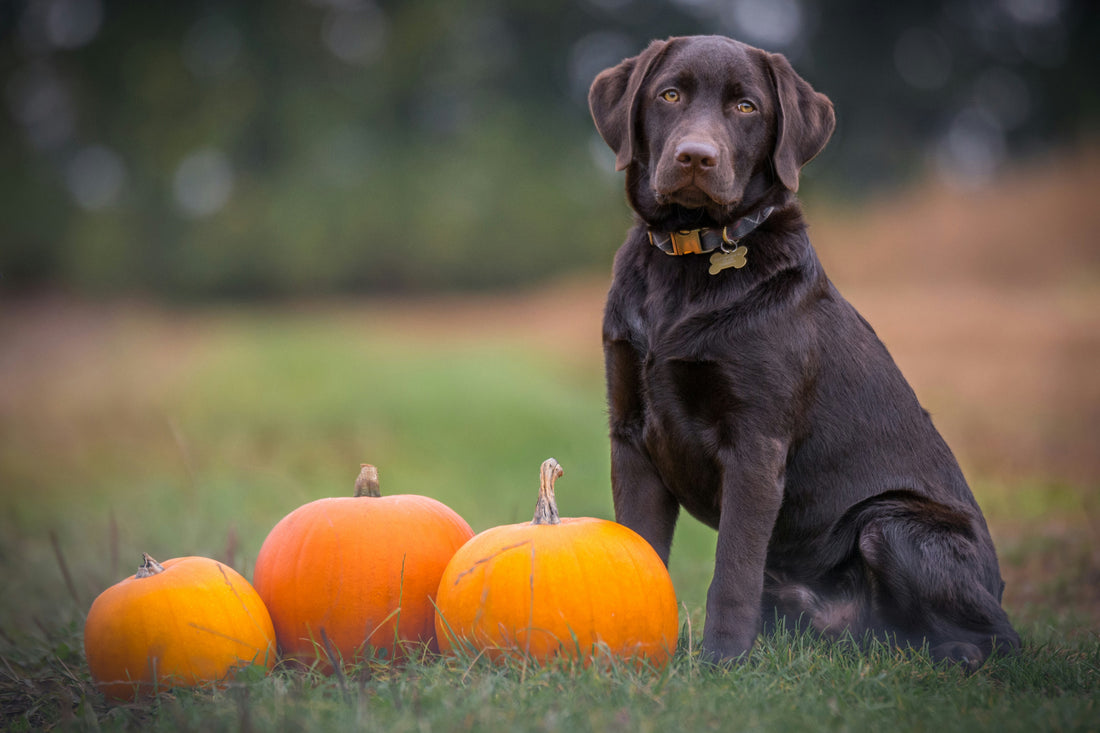 Is Pumpkin Powder Good for Dogs?