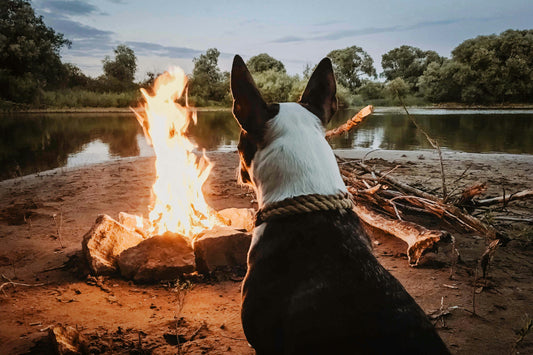 Keeping Paws Warm: Winter Safety Tips for Pets