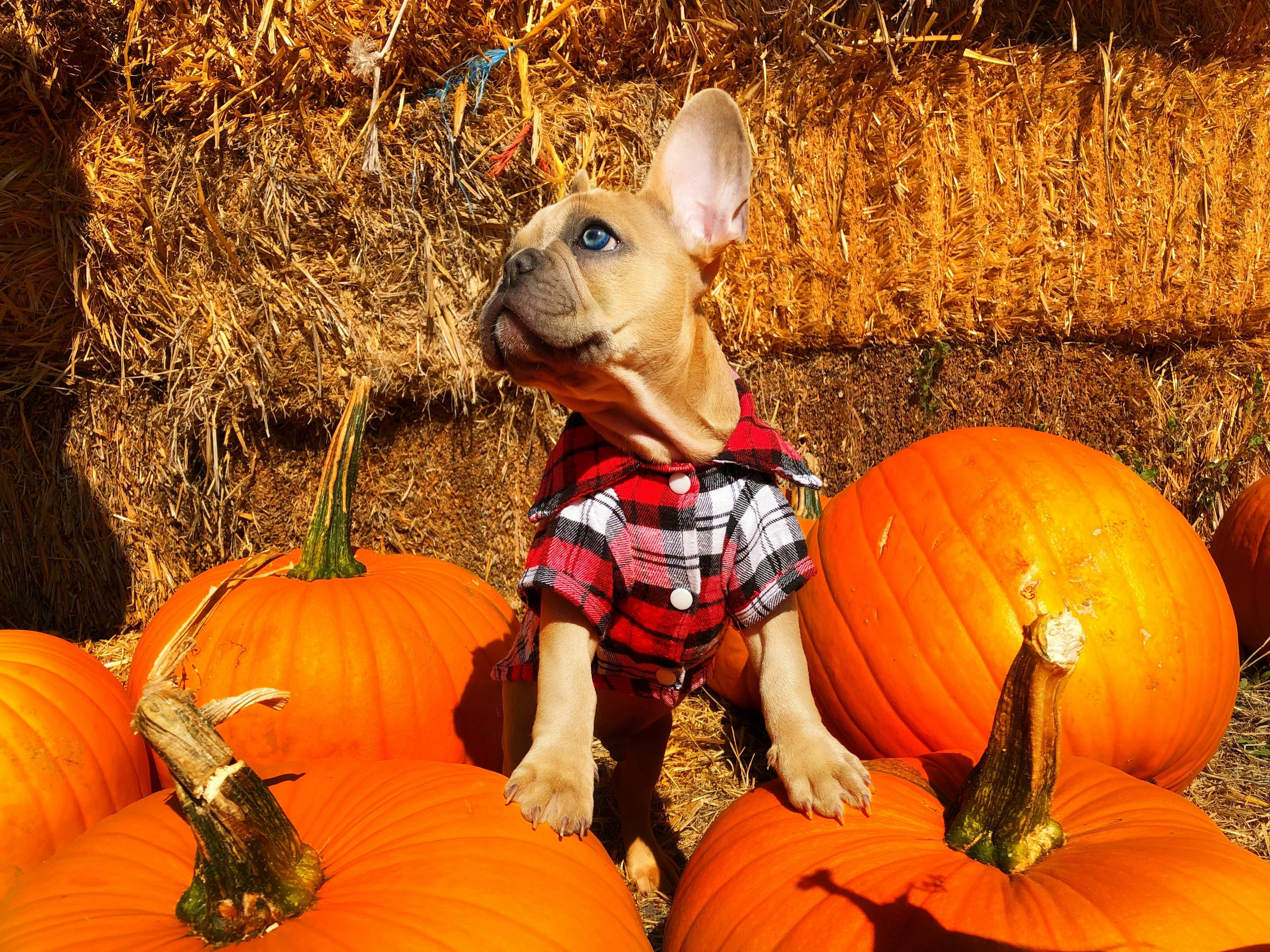 Dog allergic to pumpkin hotsell