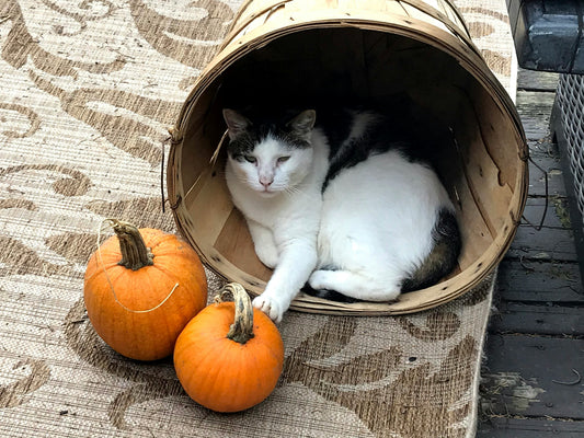 Is Pumpkin Powder Good for Cats?