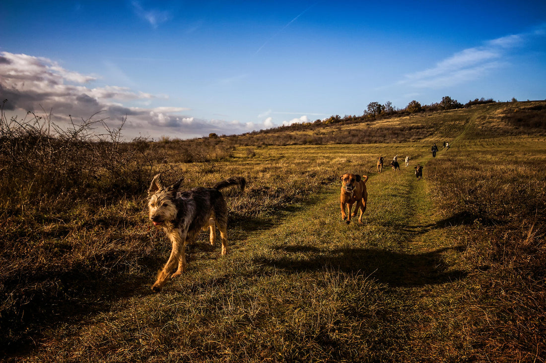 Exercise Needs for Your Pet: How Much is Enough?