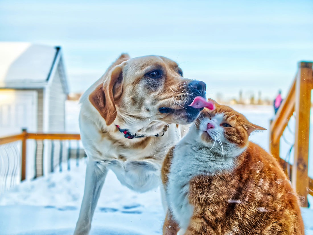 Seasonal Superfoods: Enhancing Your Pet's Diet Through the Seasons with Goat Milk